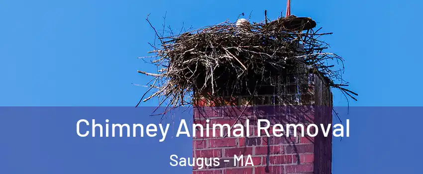Chimney Animal Removal Saugus - MA